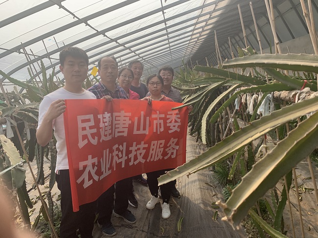 民建唐山市委农业总支进行火龙果种植技术指导2-1.jpg