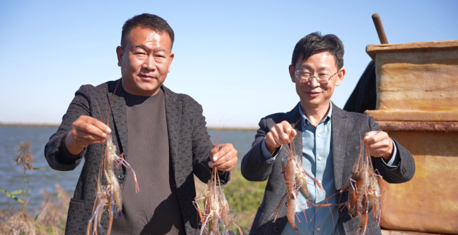 高端访谈丨专访把盐碱地变成“海鲜池”的科技专家——李春岭0605罗氏沼虾收获.jpg